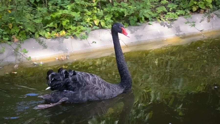Original: Reveal the original swan image and the selectively stylized AdaAttN result.